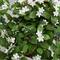 3.5ft. Stephanotis Flowering Plant in Hanging Basket